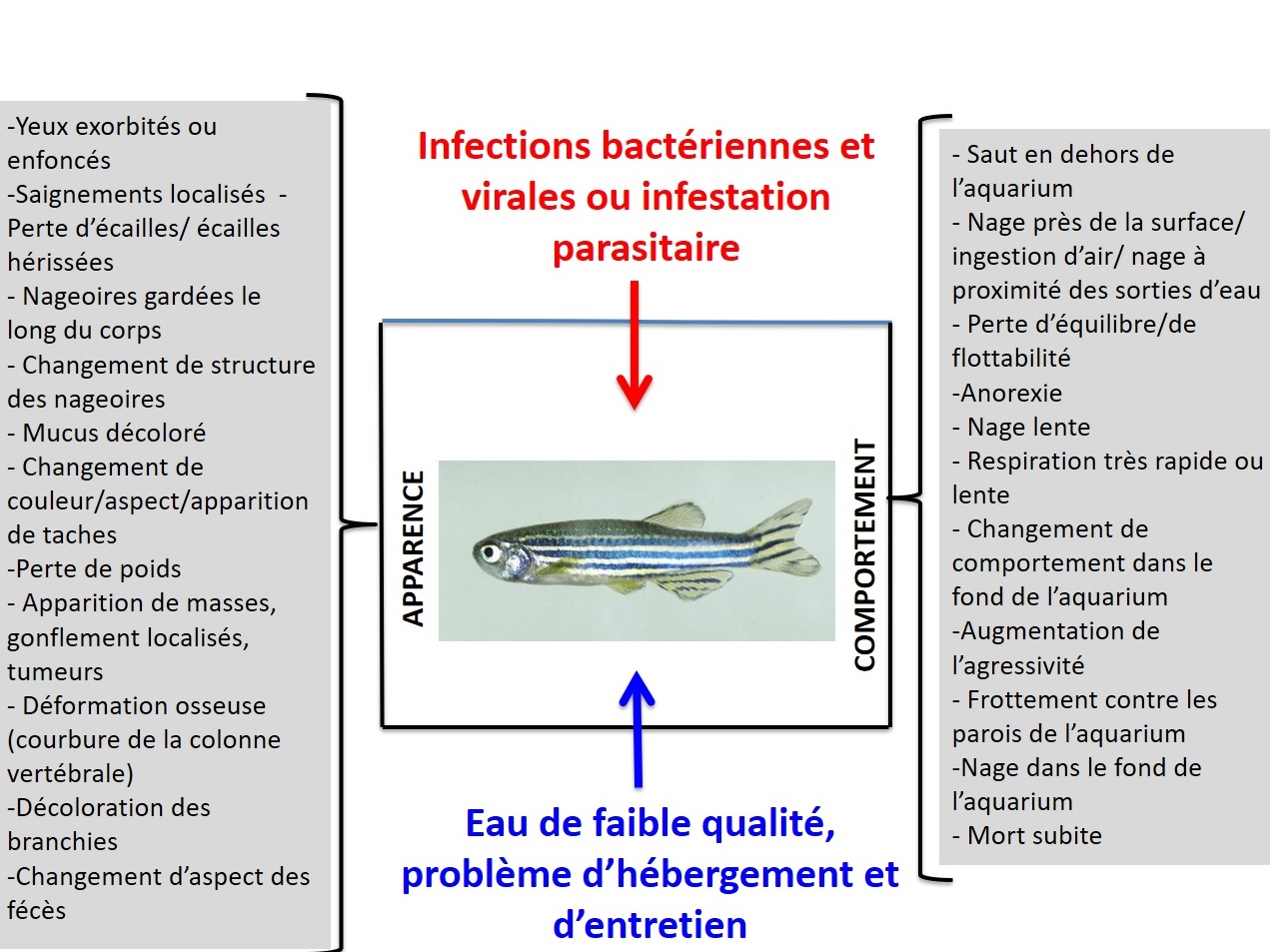 Diagram health in zebrafish